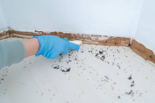 Best Pest Prevention Services  in Big Coppitt Key, FL